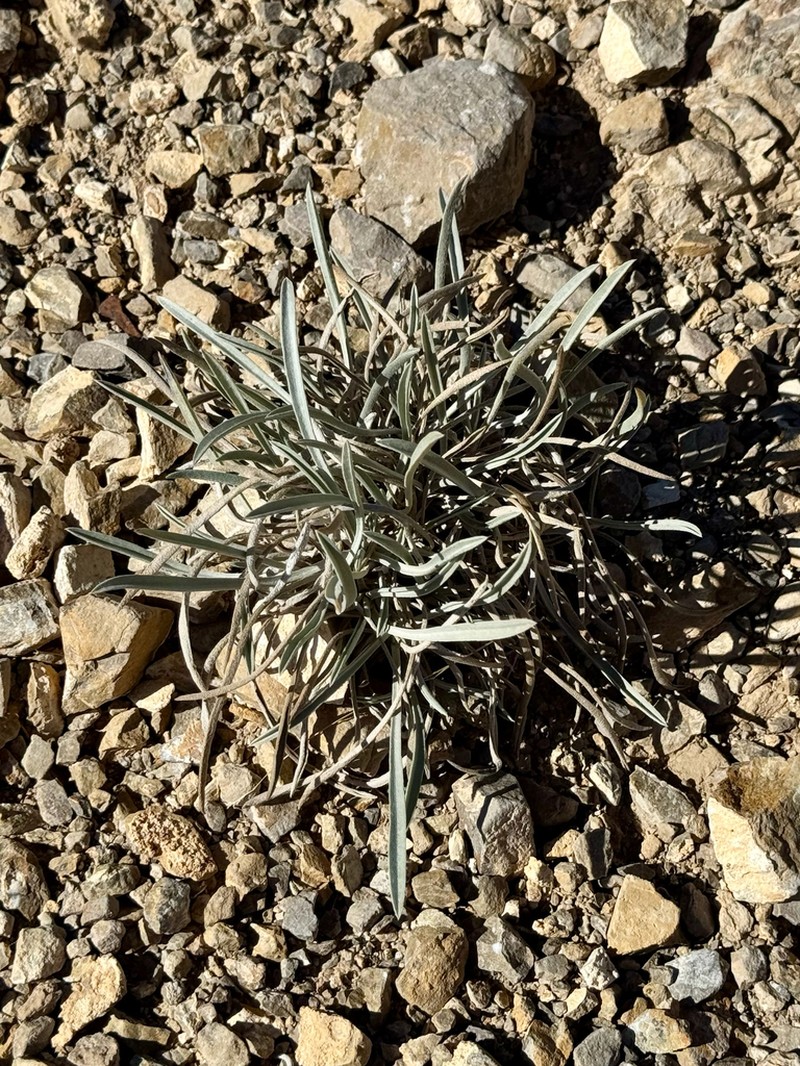 Basin Yellow Cryptantha photo 7