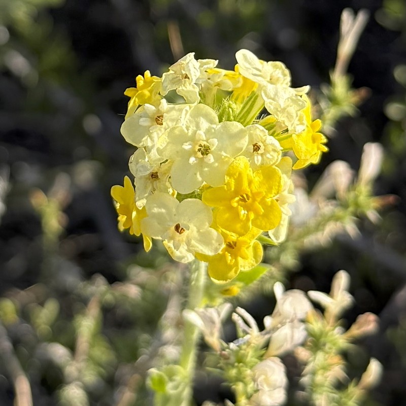 Basin Yellow Cryptantha photo 8