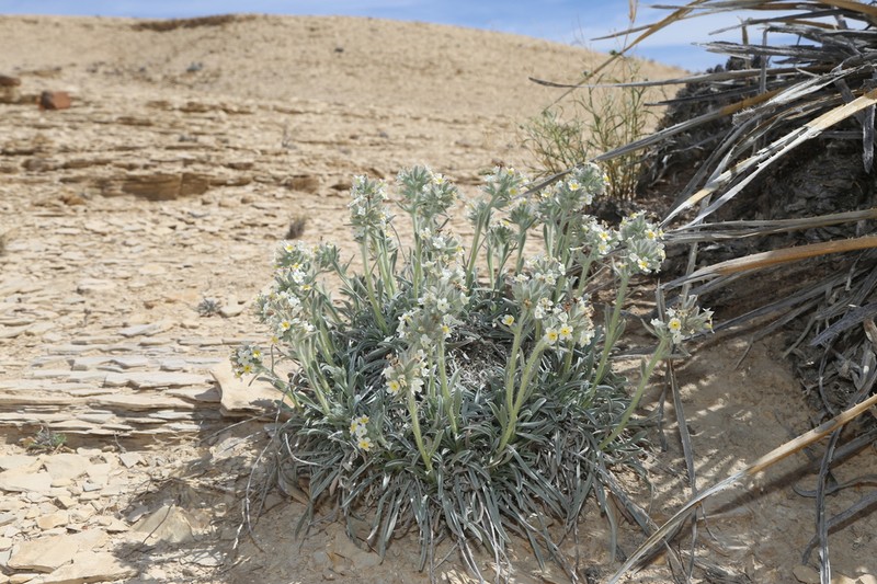 Terlingua Creek Cryptantha