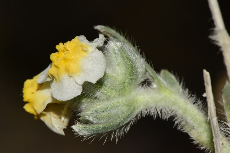 Terlingua Creek Cryptantha photo 2