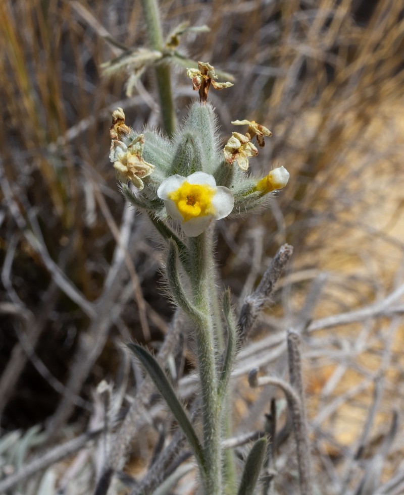 Terlingua Creek Cryptantha photo 3