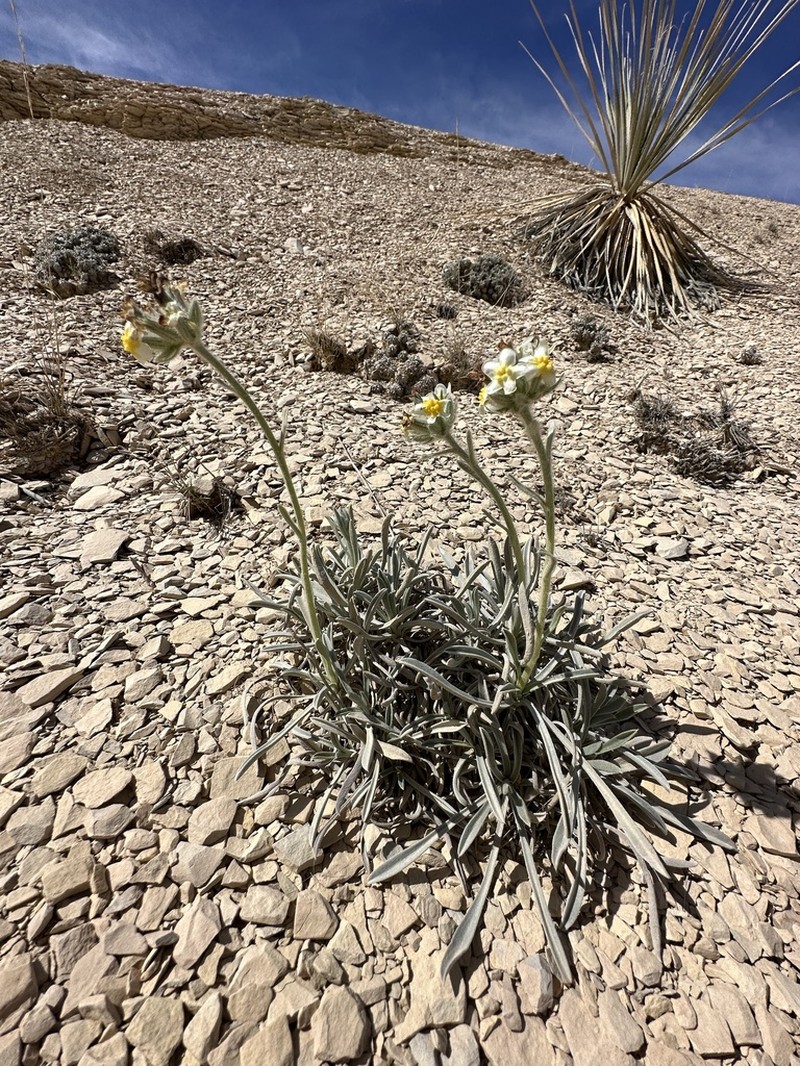Terlingua Creek Cryptantha photo 4