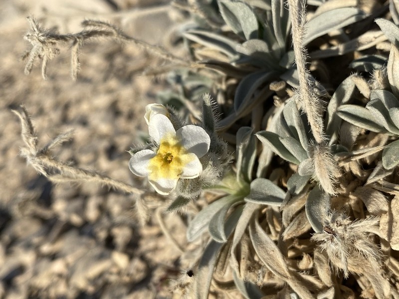 Terlingua Creek Cryptantha photo 5