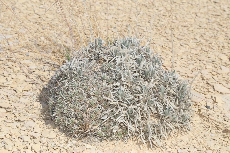 Terlingua Creek Cryptantha photo 6