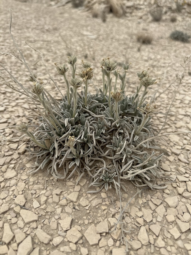 Terlingua Creek Cryptantha photo 8