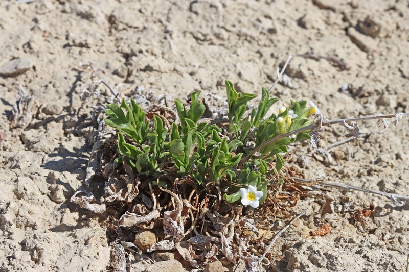 Creutzfeldt's Cryptantha