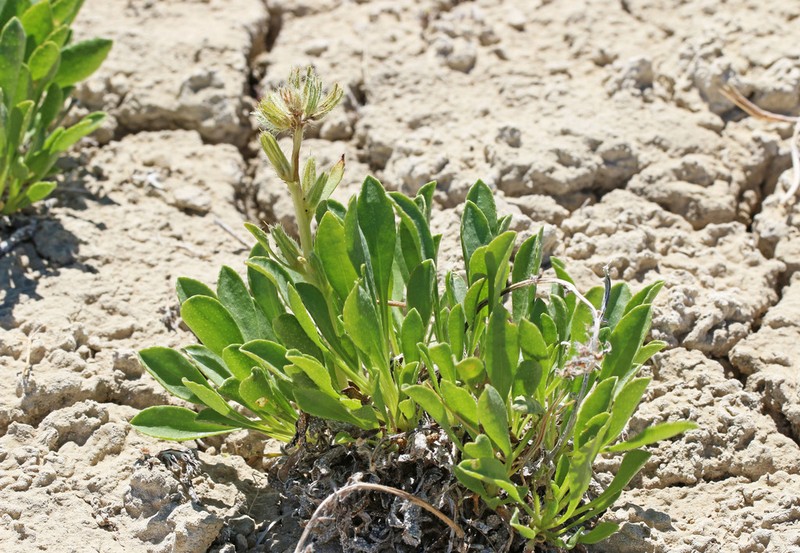 Creutzfeldt's Cryptantha photo 2