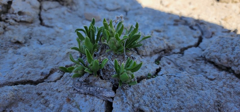 Creutzfeldt's Cryptantha photo 3