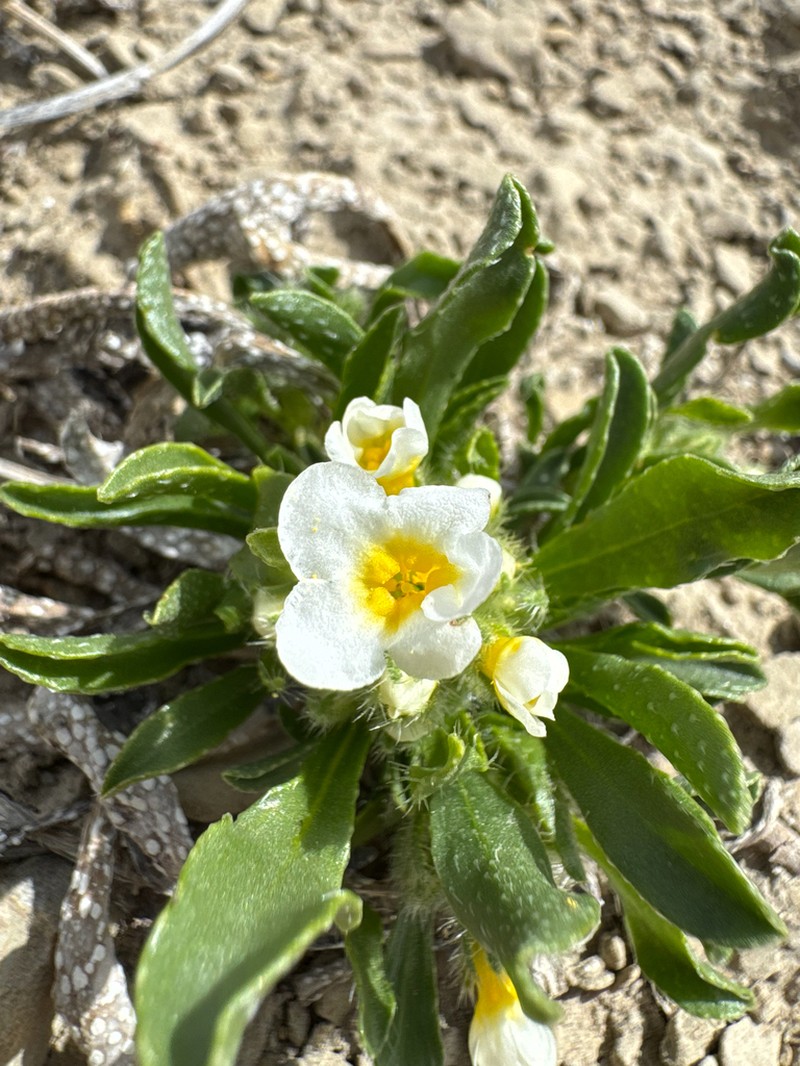 Creutzfeldt's Cryptantha photo 4