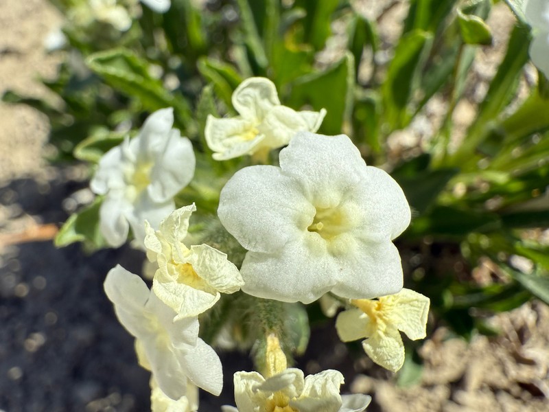Creutzfeldt's Cryptantha photo 5