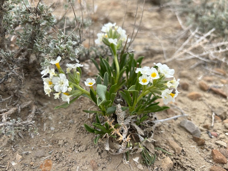 Creutzfeldt's Cryptantha photo 6