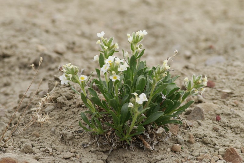 Creutzfeldt's Cryptantha photo 7