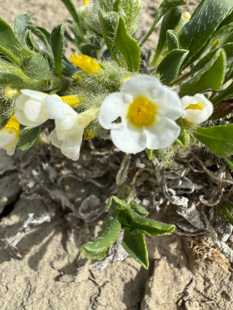 Creutzfeldt's Cryptantha photo 8
