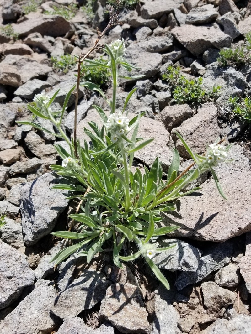 Subalpine Cryptantha