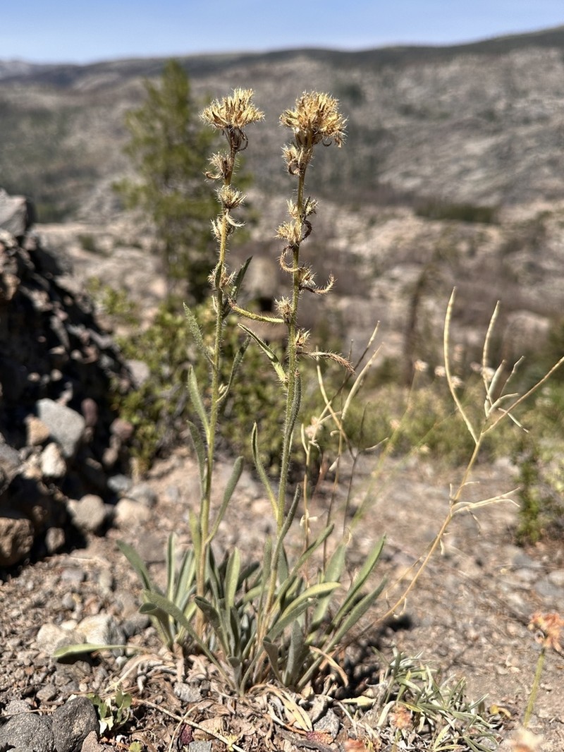 Subalpine Cryptantha photo 3
