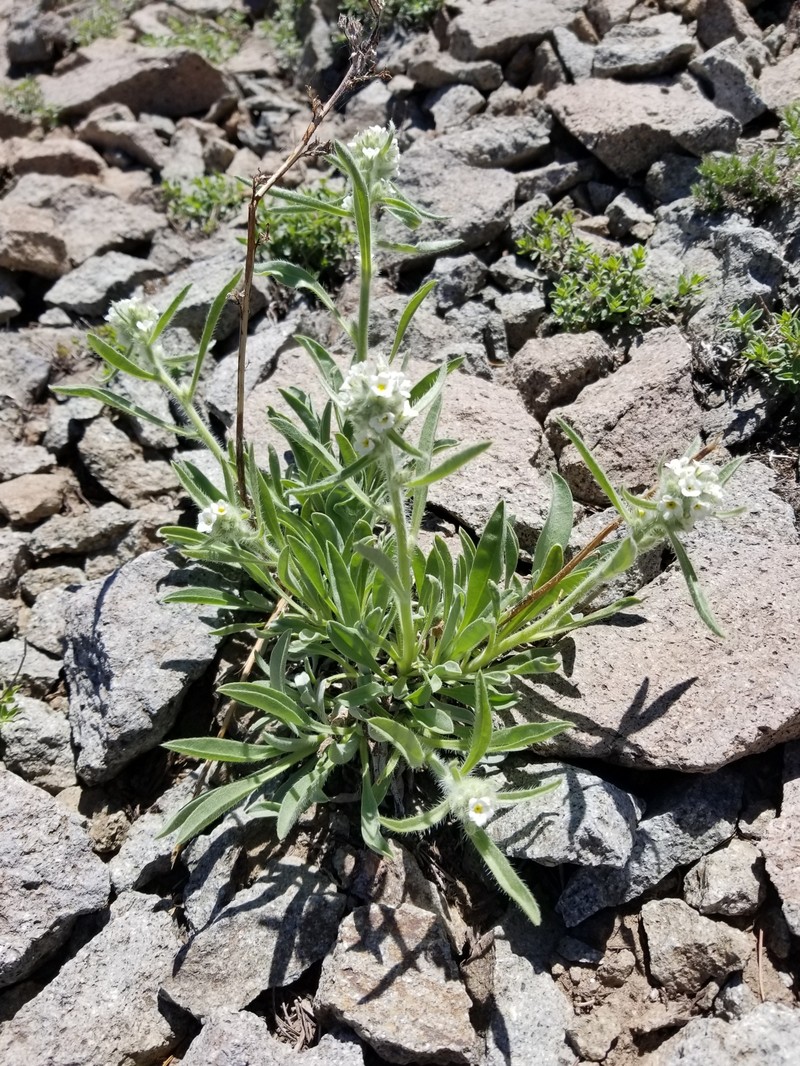 Subalpine Cryptantha photo 5