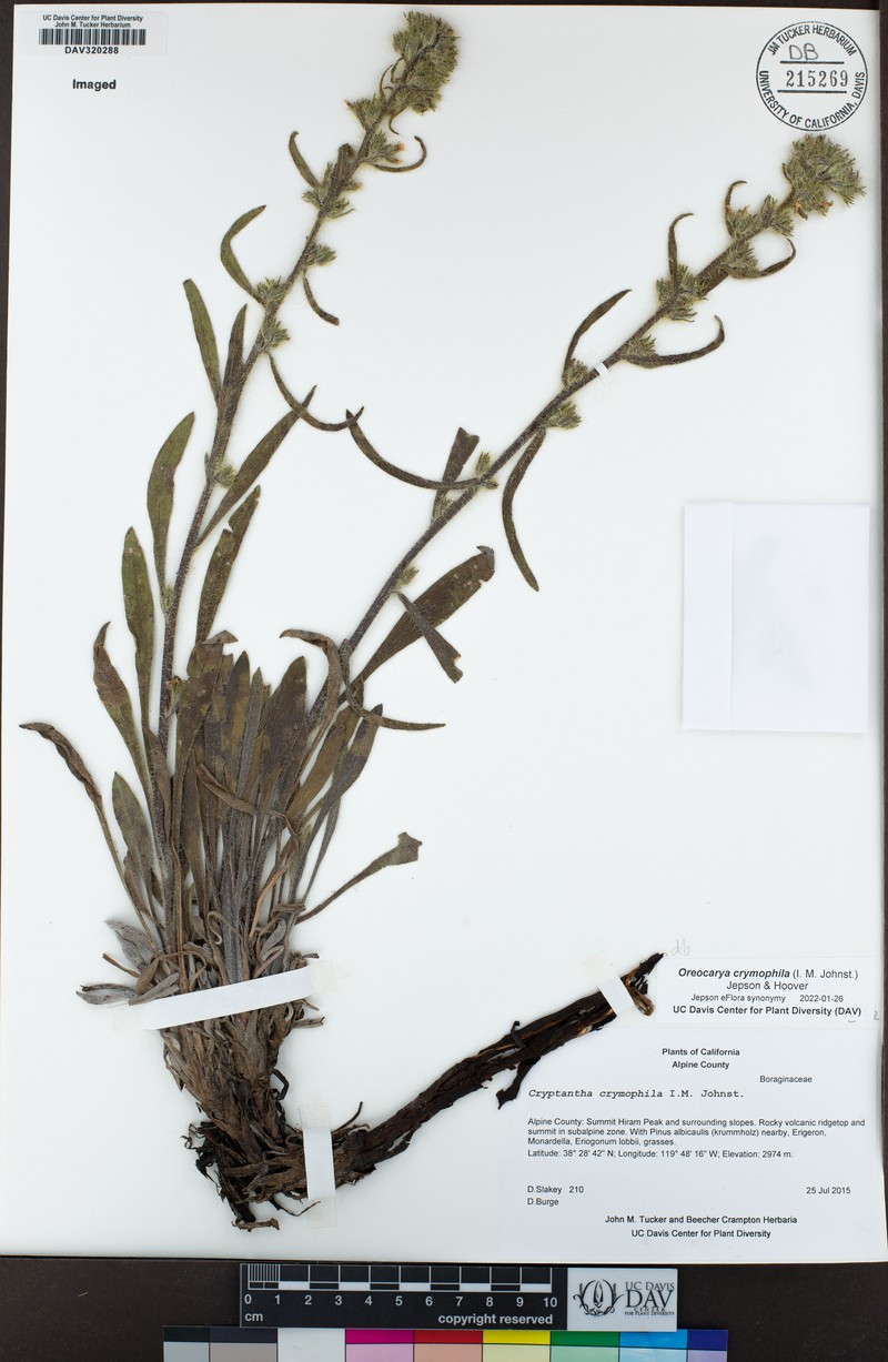 Subalpine Cryptantha photo 8