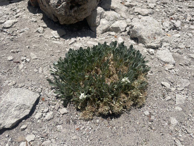 Dentnut Cryptantha