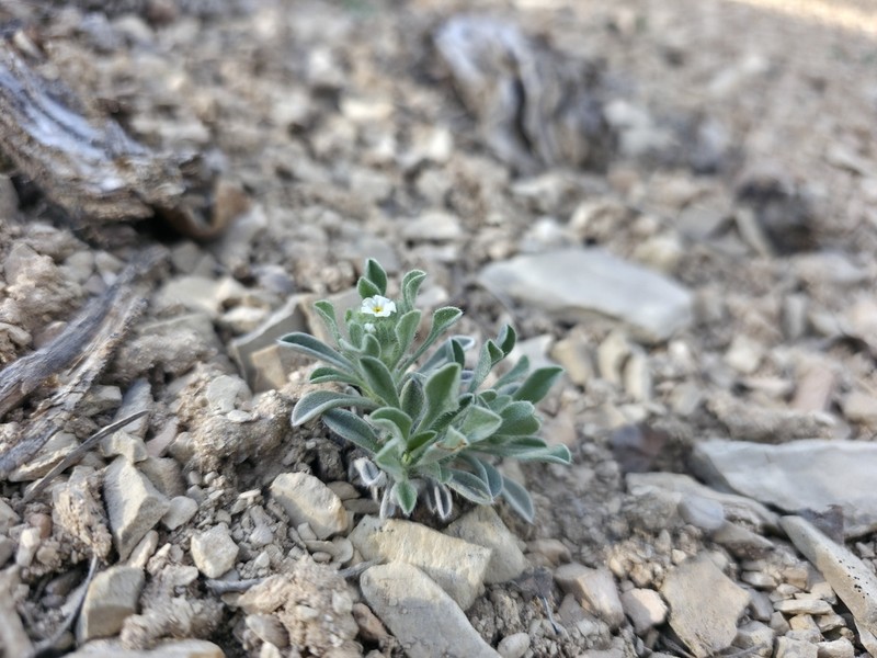 Dentnut Cryptantha photo 3