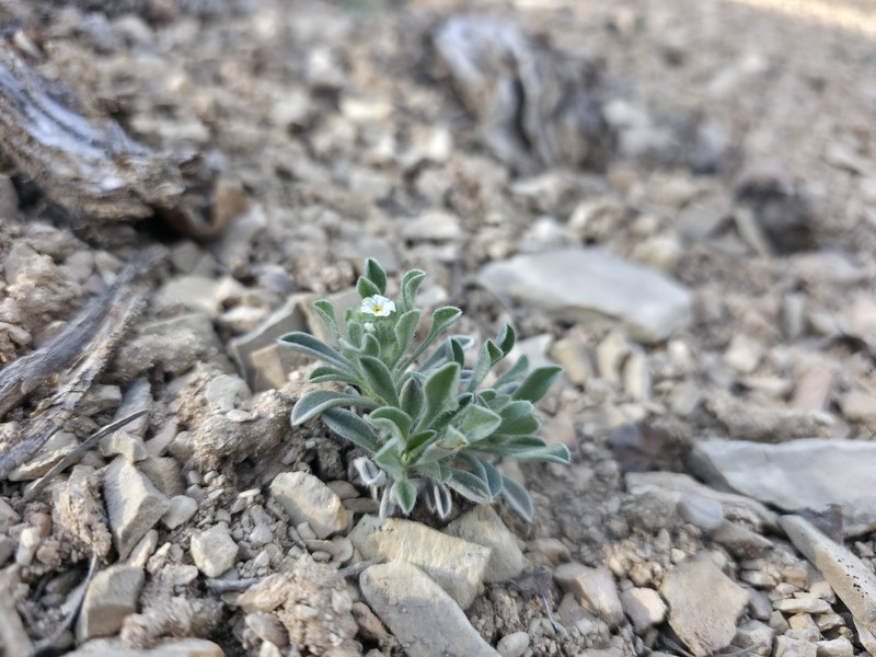 Dentnut Cryptantha photo 4