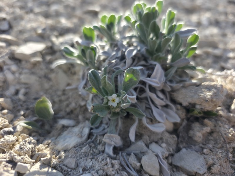 Dentnut Cryptantha photo 5