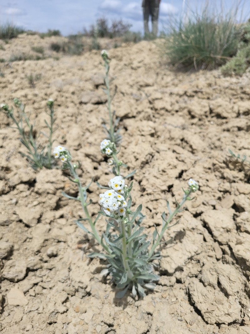 Cliffdweller's Cryptantha