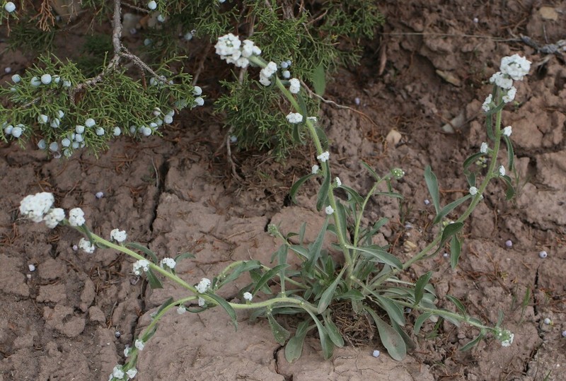 Cliffdweller's Cryptantha photo 4