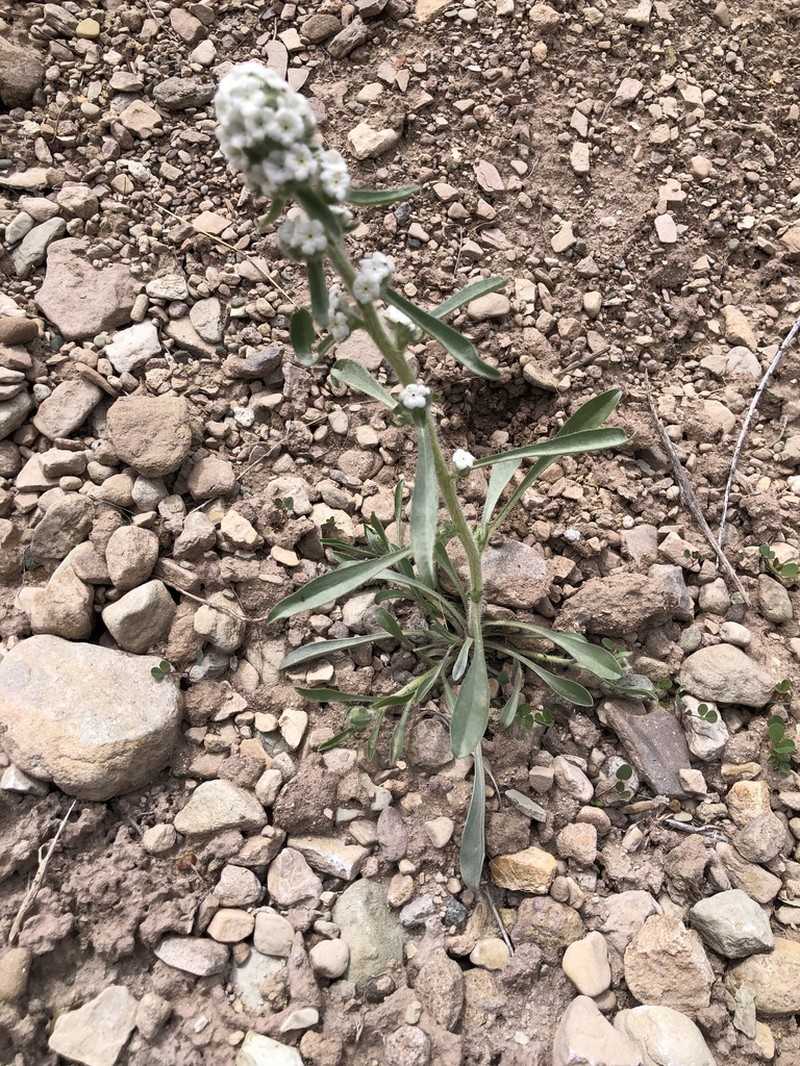 Cliffdweller's Cryptantha photo 5