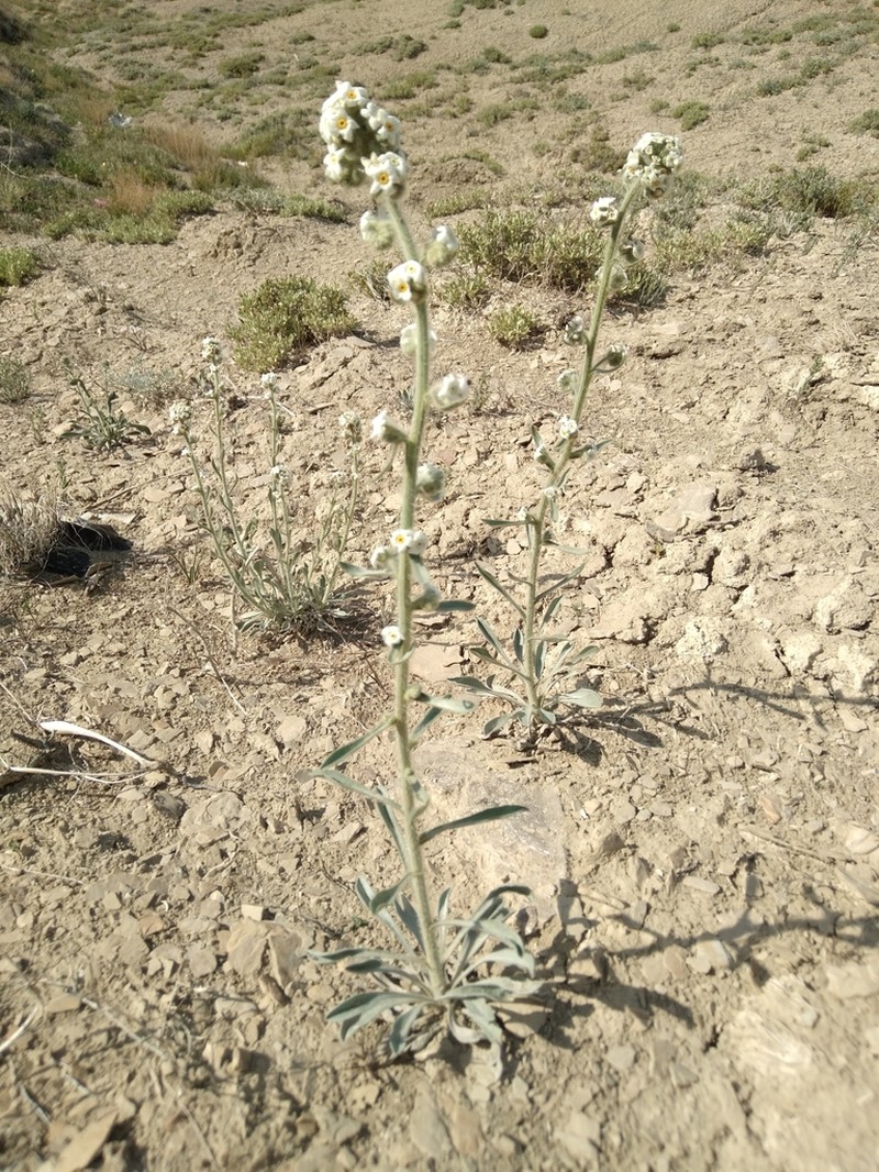 Cliffdweller's Cryptantha photo 6