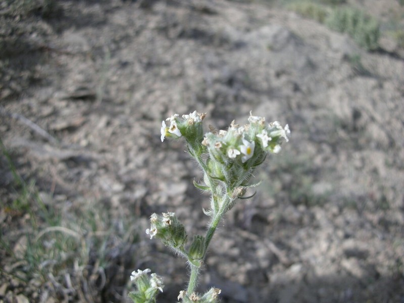 Cliffdweller's Cryptantha photo 7