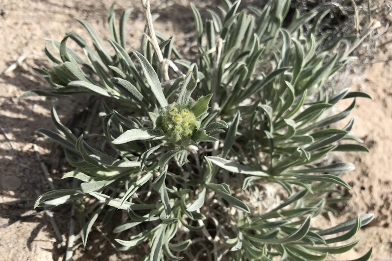 Brenda's Yellow Cryptantha