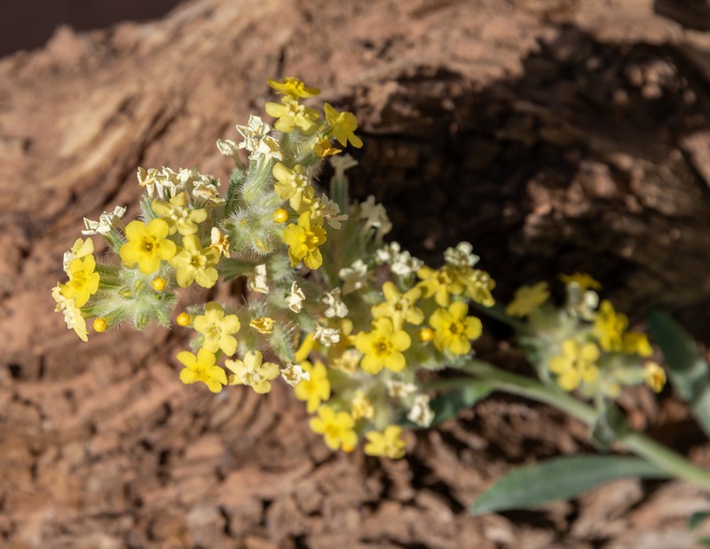 Brenda's Yellow Cryptantha