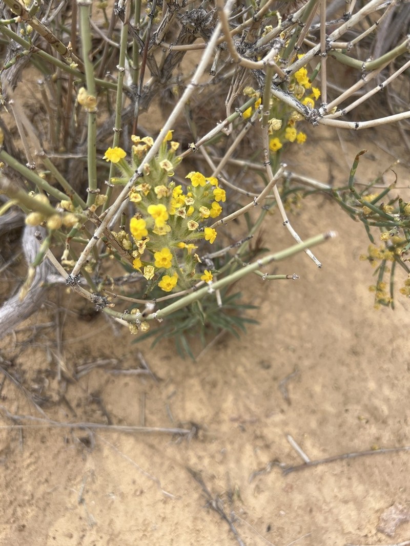 Brenda's Yellow Cryptantha photo 3