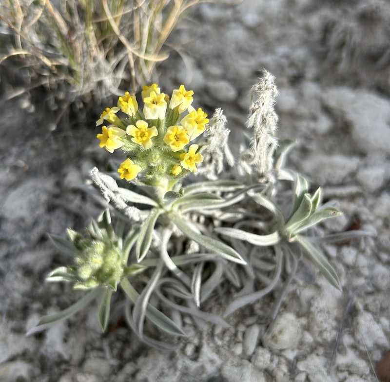 Brenda's Yellow Cryptantha photo 4