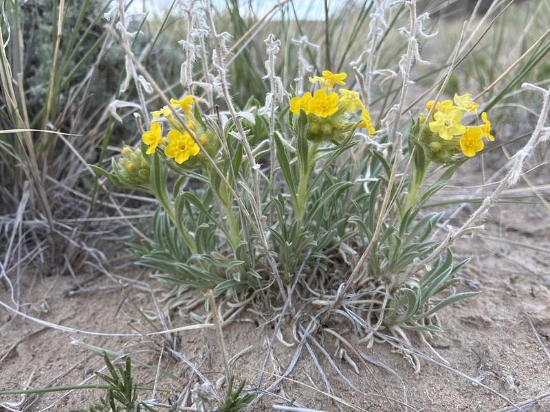 Brenda's Yellow Cryptantha photo 5