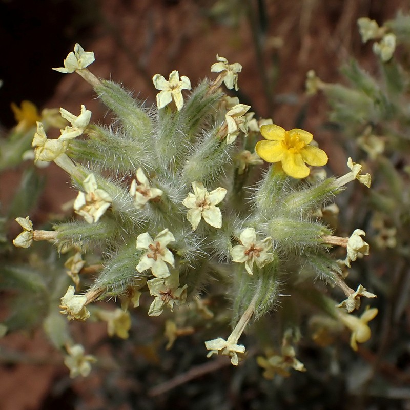 Brenda's Yellow Cryptantha photo 6