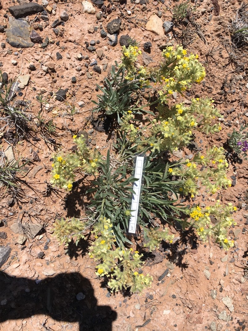 Brenda's Yellow Cryptantha photo 7