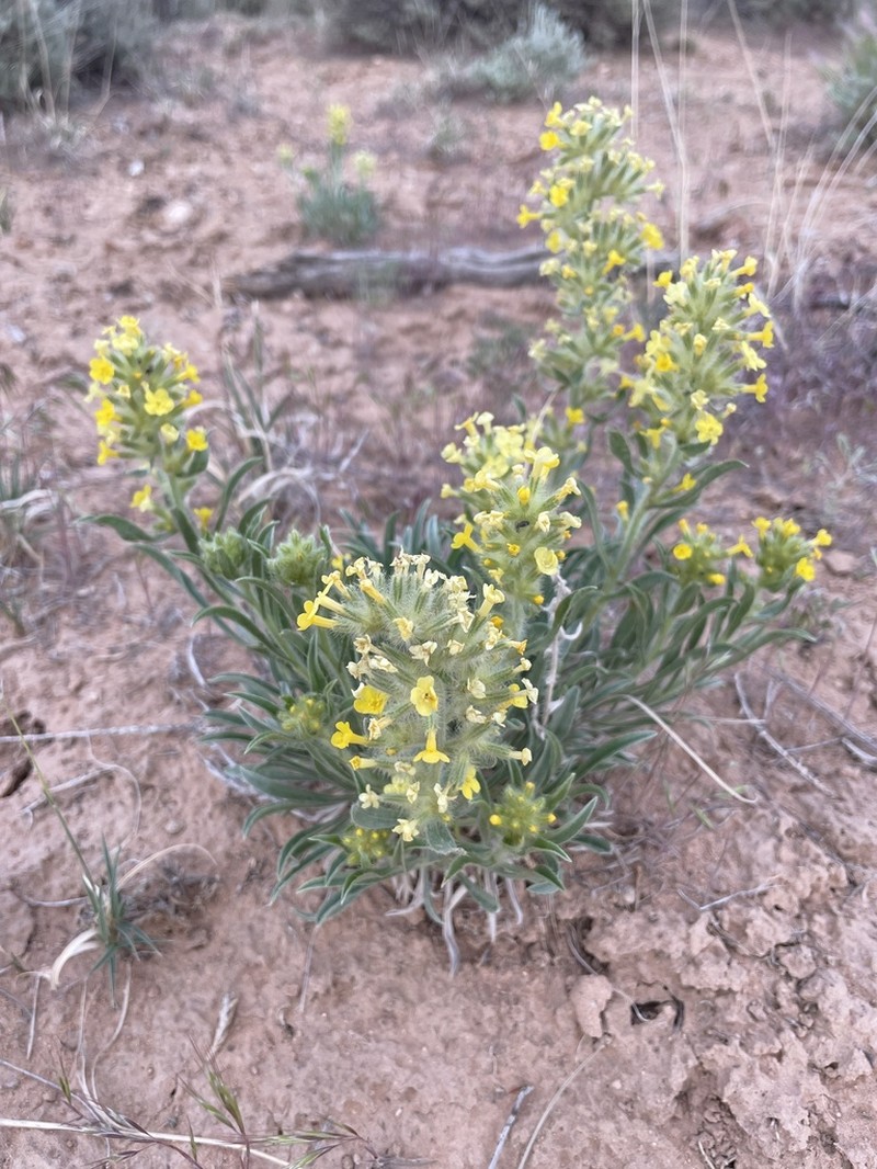 Brenda's Yellow Cryptantha photo 8