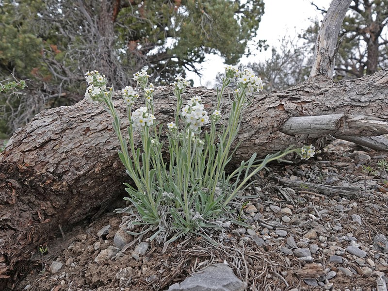 Roughseed Cryptantha