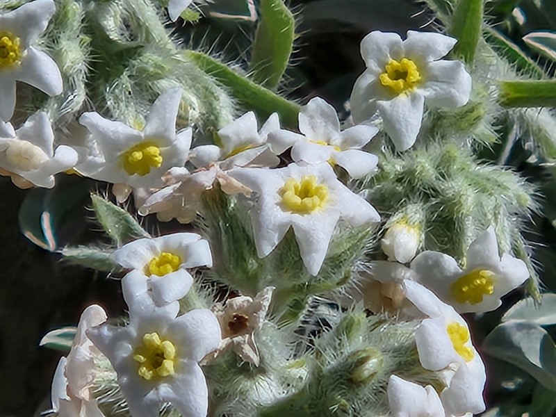 Roughseed Cryptantha photo 2