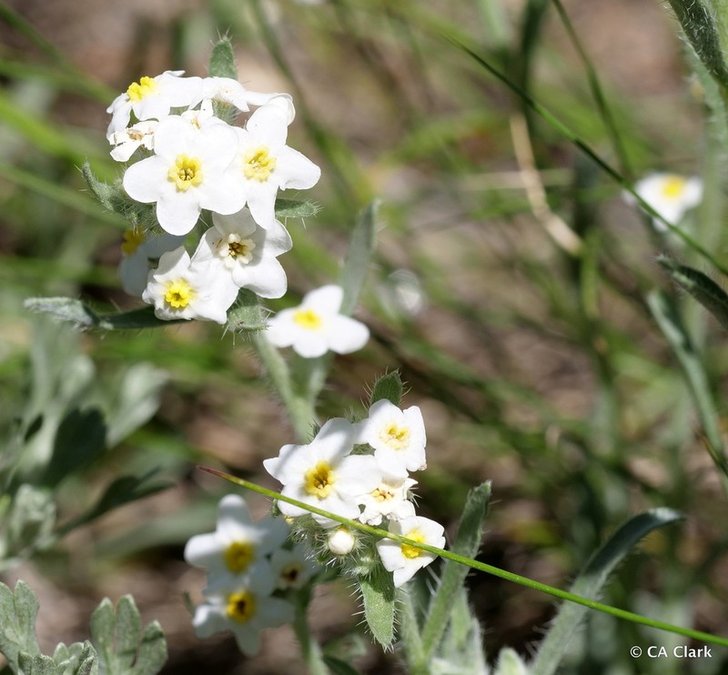 Roughseed Cryptantha photo 3