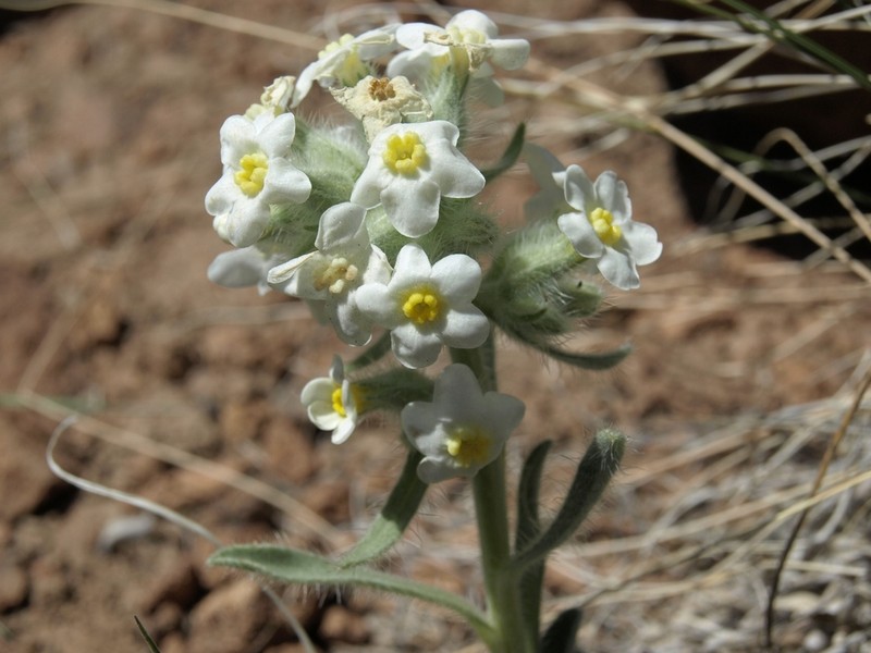 Roughseed Cryptantha photo 4