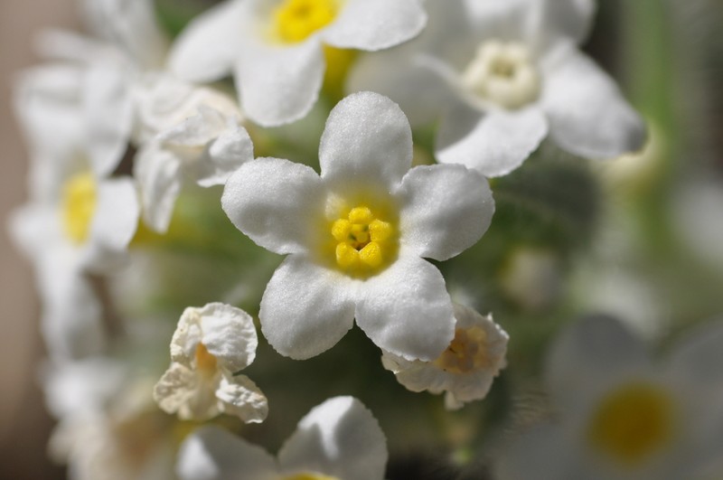 Roughseed Cryptantha photo 5