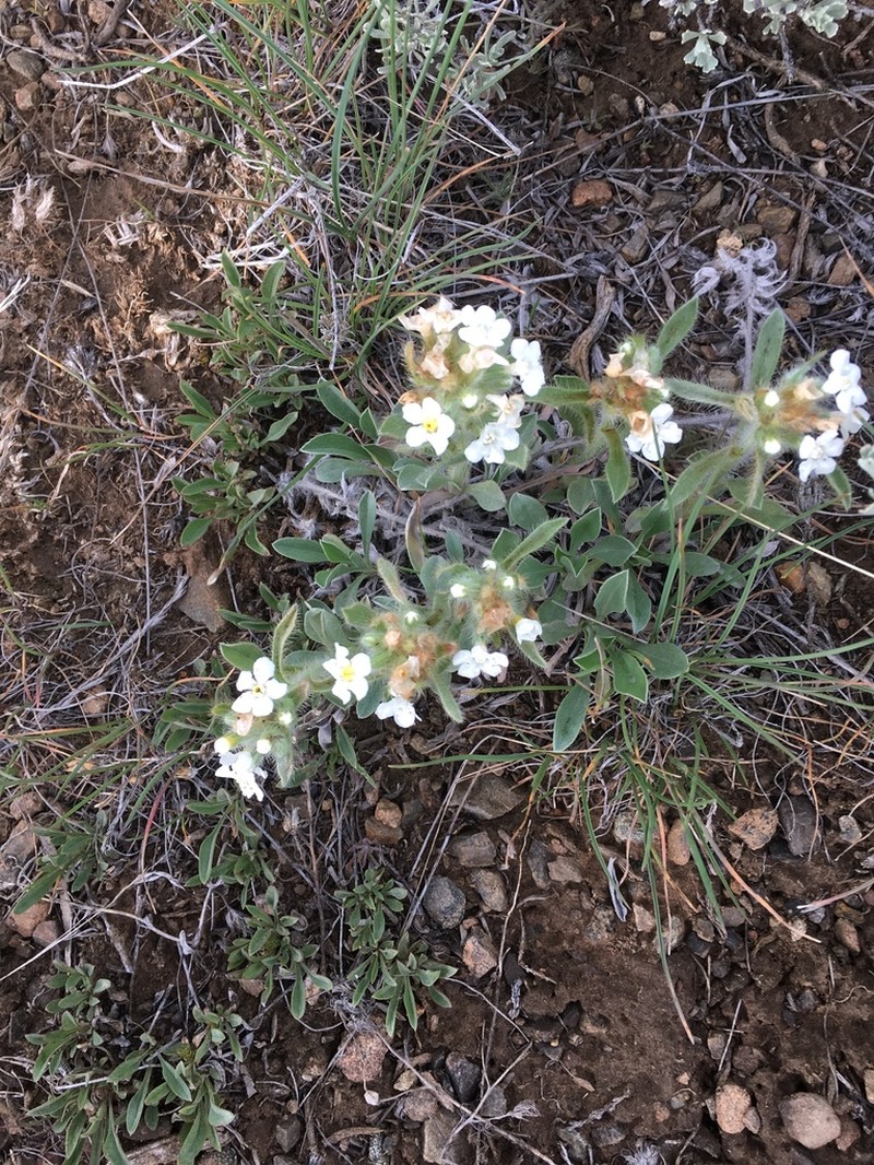 Roughseed Cryptantha photo 6