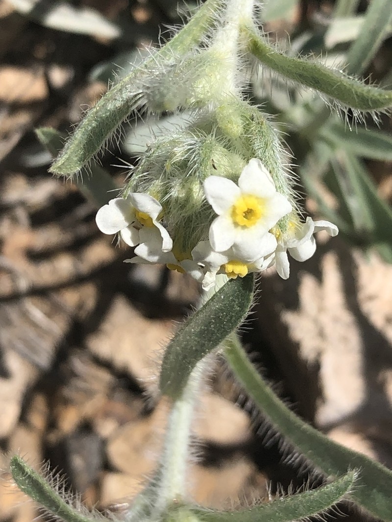 Roughseed Cryptantha photo 7