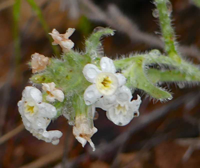 Roughseed Cryptantha photo 8