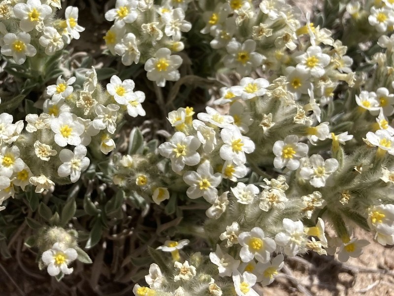 Tawny Cryptantha