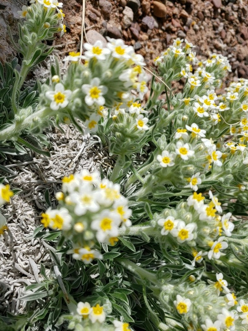 Tawny Cryptantha photo 2