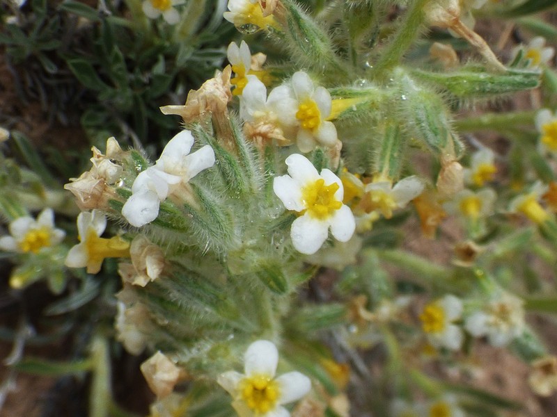 Tawny Cryptantha photo 4