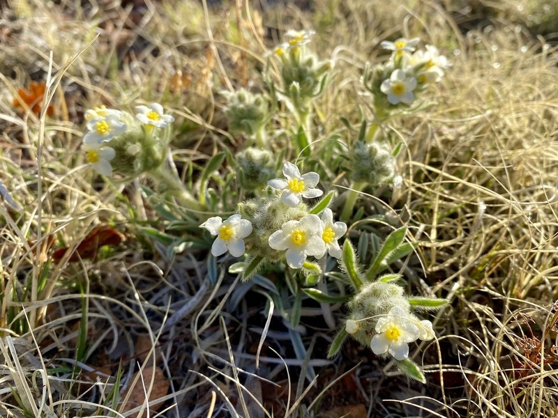 Tawny Cryptantha photo 5